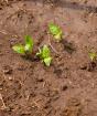 Как улучшить плодородие почвы на даче