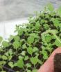 Капуста в рассадном периоде Можно ли пересаживать маленькую рассаду капусты